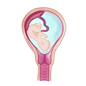 funciones que realiza la placenta