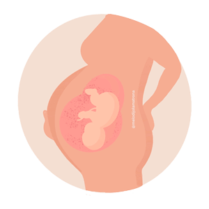 En el tercer trimestre del embarazo, los cambios psicológicos más importantes son el síndrome del nido y las fantasías del parto 