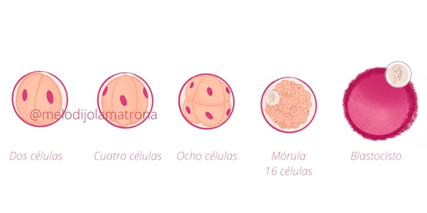 segmentación del cigoto en células antes de incrustarse y provocar el sangrado de implantación