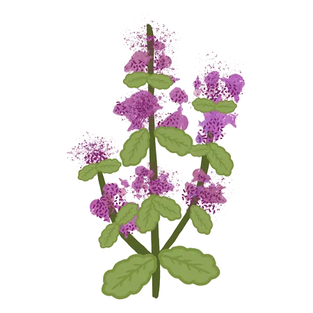 la aromaterapia te ayuda a aliviar el dolor en el parto