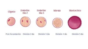 division celular embarazo