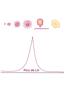 test de ovulacion y embarazo pico LH
