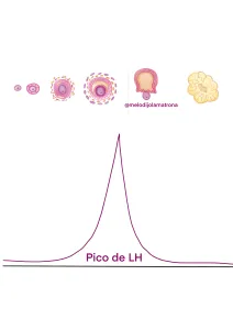 test de ovulacion y embarazo pico LH