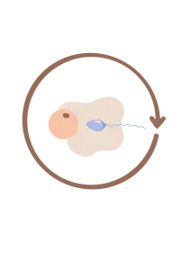 cuanto tarda en quedarse embarazada ovulo y espermatozoide