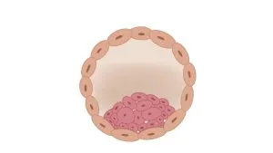 acido folico activo embarazo