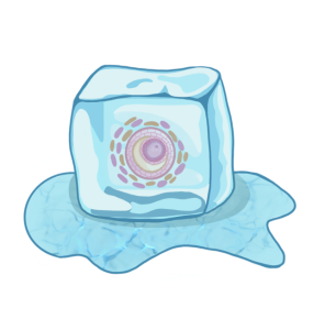 ovodonación que es, cubo de hielo, óvulos vitrificados