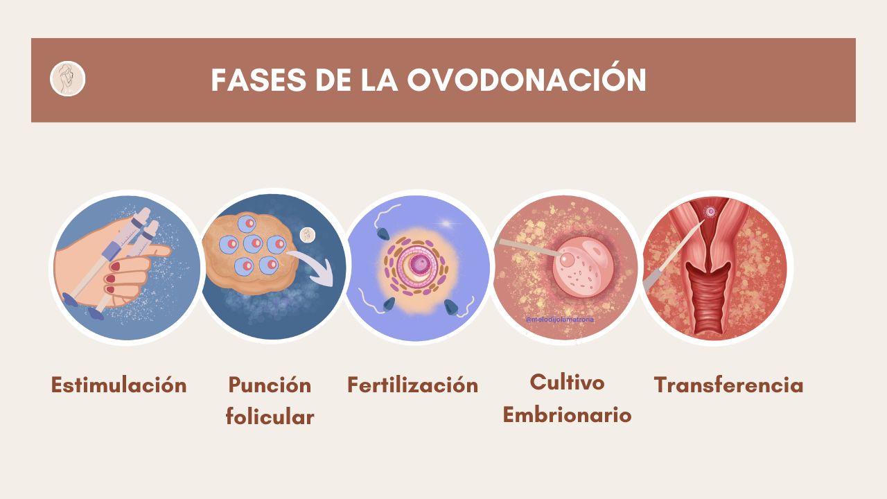 ovodonación que es fases de la ovodonación, mano sostiene dos jeringas estimulación, óvulos punción folicular, óvulo espermatozoides fertilización, cultivo embrionario, transferencia embrión en útero con catéter